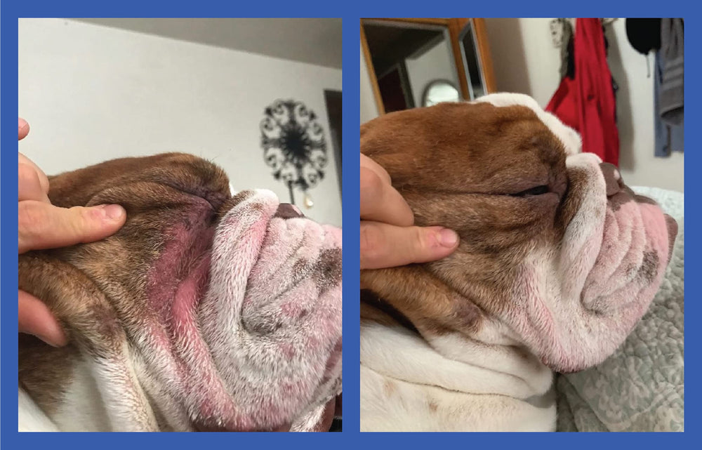 Anti-itch paste on folds provides comfortable relief for dogs.
