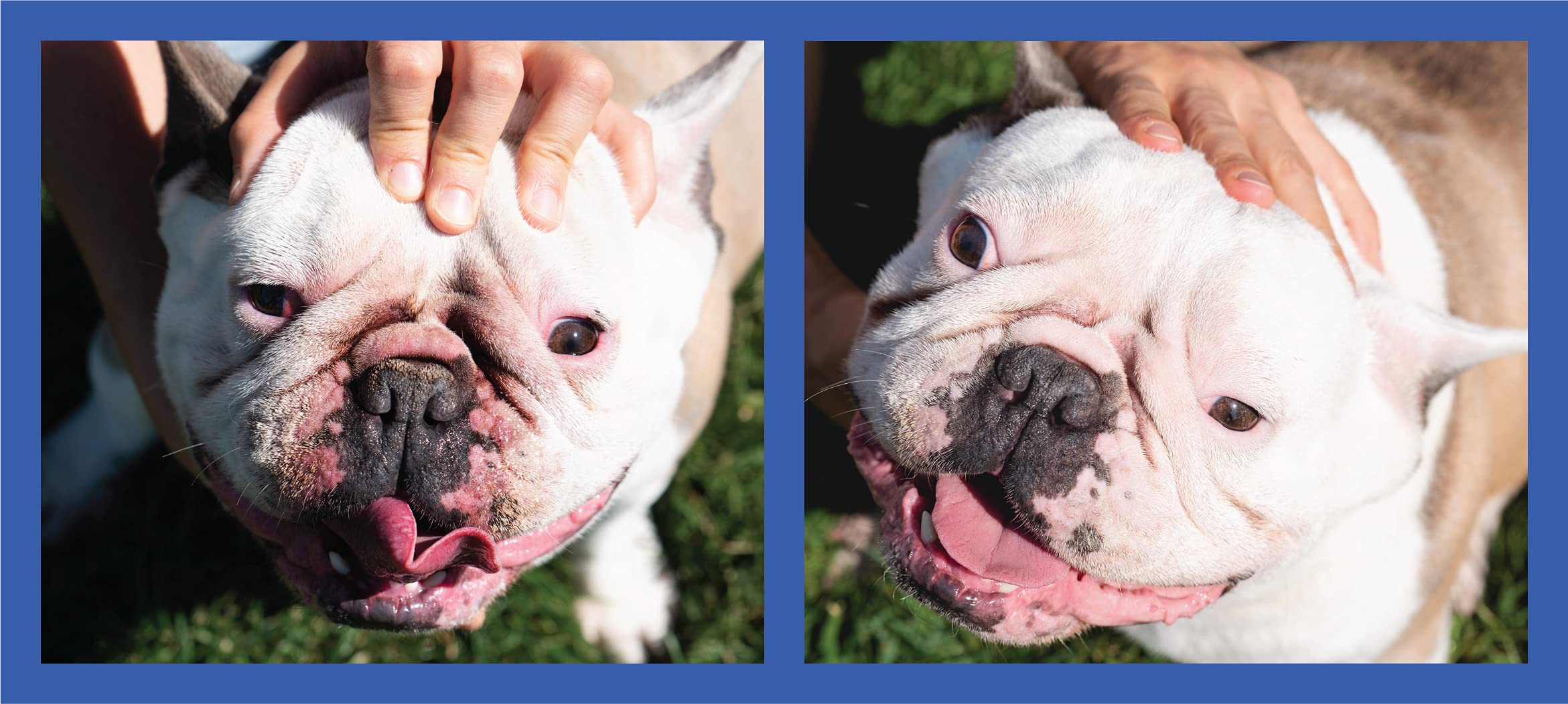Bulldog, French Bulldog, and Pug faces shown with the paste.