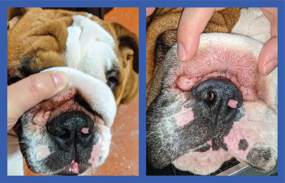 Packaging tube of Squishface Wrinkle Paste ready for daily use.