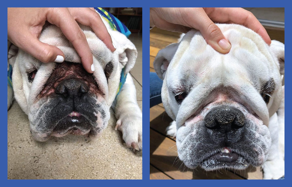 Wrinkle cream application showing soothing care for bulldogs and French bulldogs.