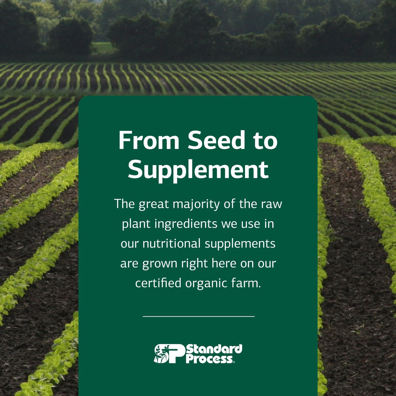 Standard Process Zinc Chelate label art communicates allergy-friendly, gluten-free benefits.
