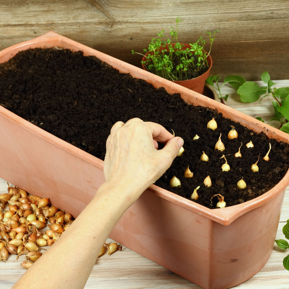 Stargazer Perennials harvest-ready greens from mixed onion sets for salads.
