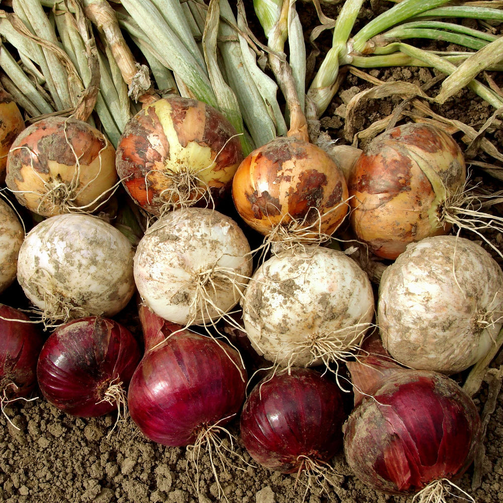 Stargazer Perennials mature onions offering flavorful harvests from the bulb stage.