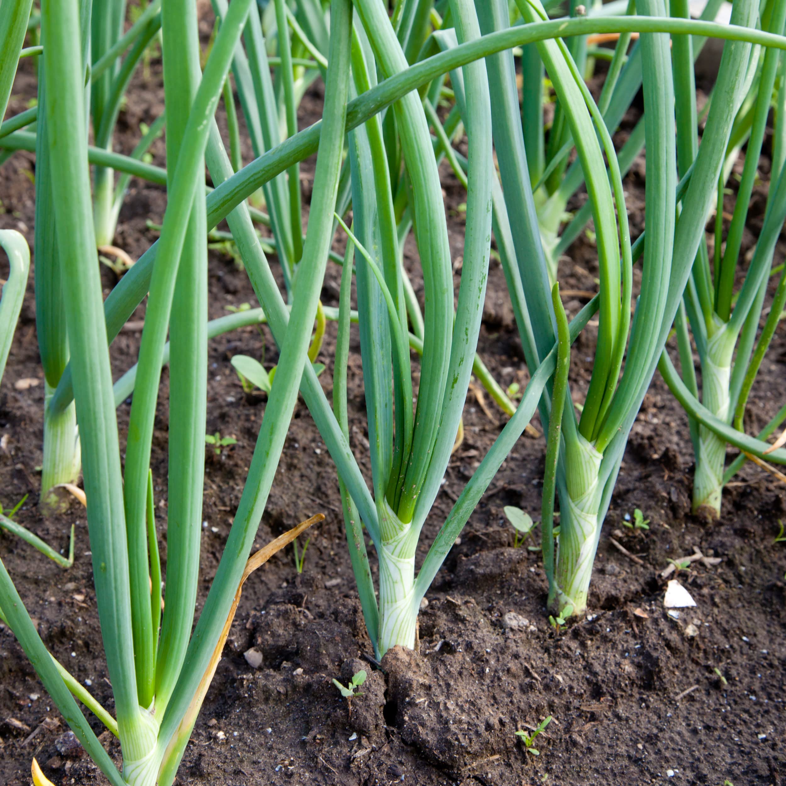Stargazer Perennials Non-GMO onion sets for reliable kitchen harvests.
