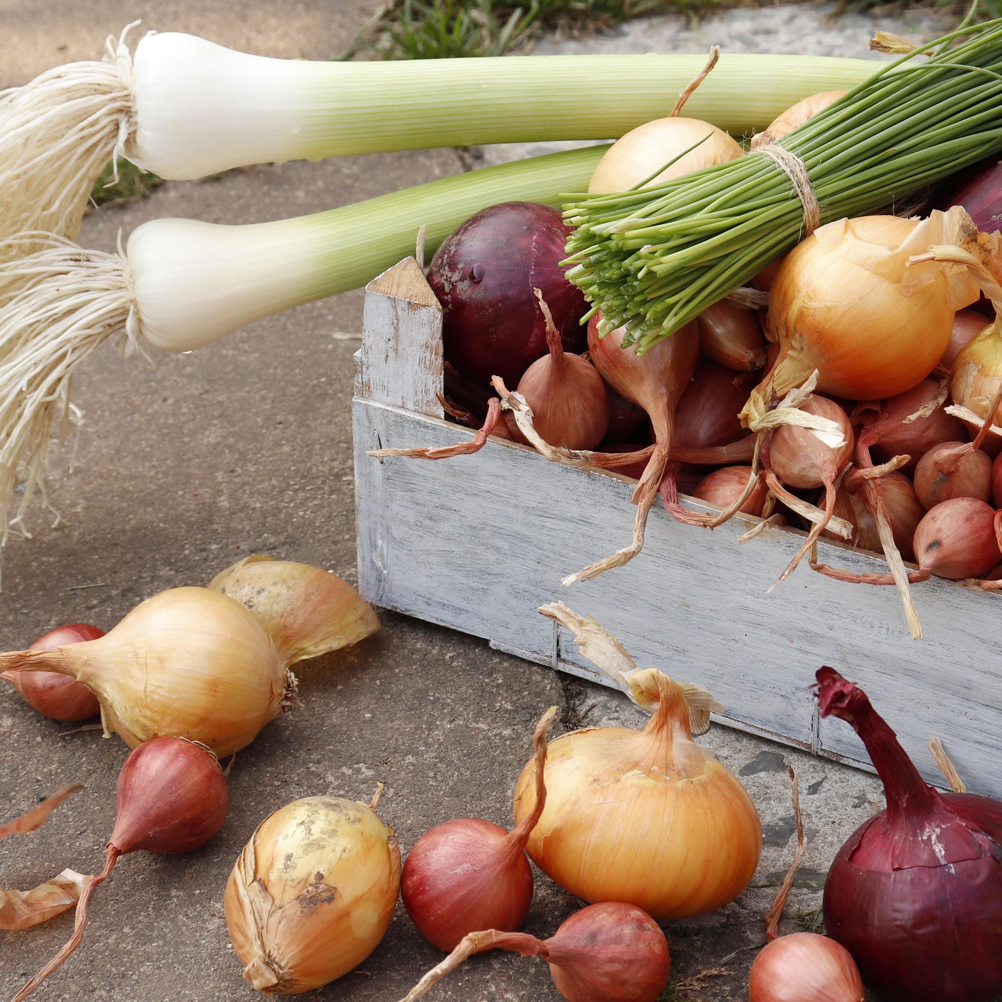 Stargazer Perennials onion sets suitable for containers and traditional gardens.