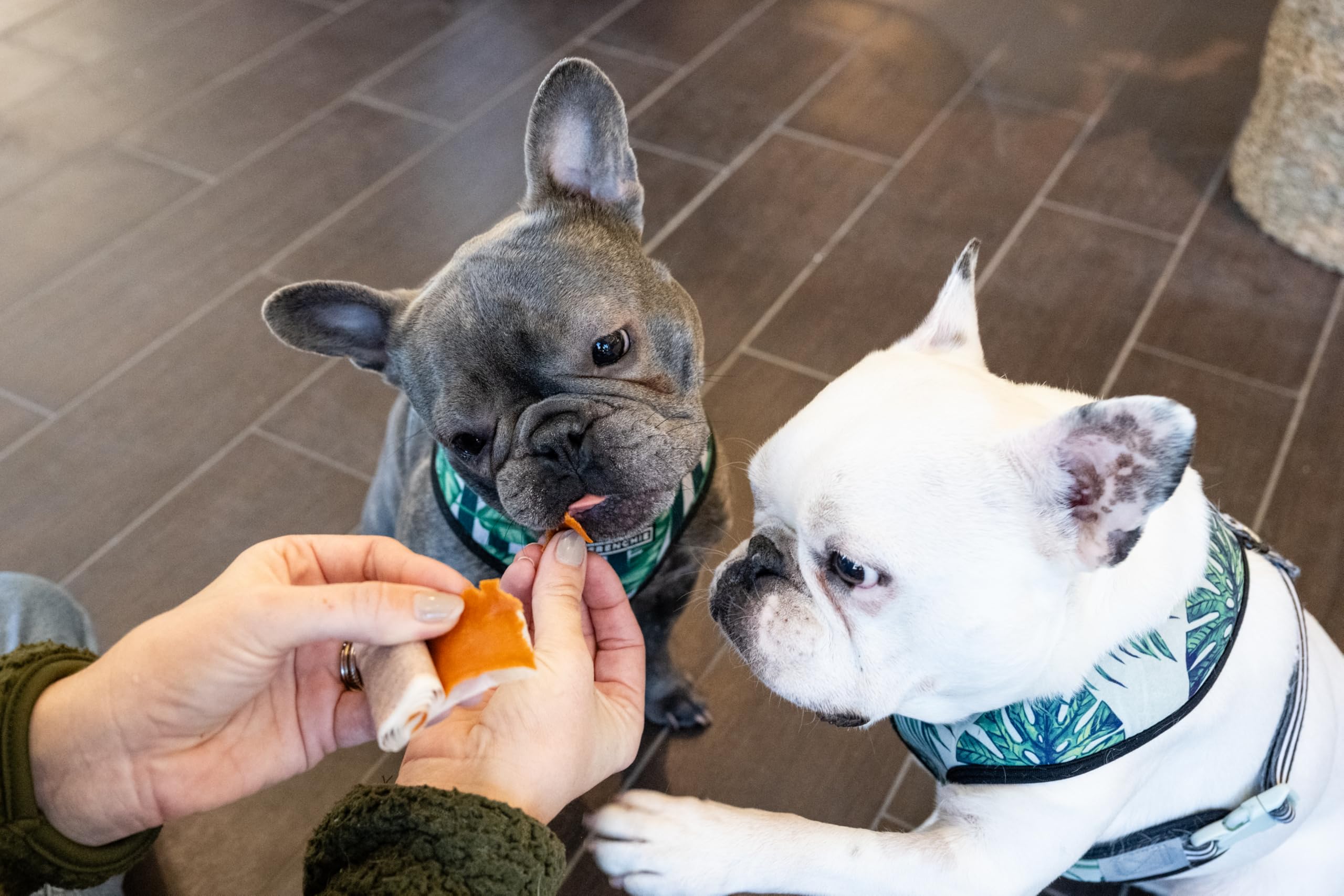 Stashios Wrap-Ups Bacon Cheeseburger idéal pour chiens et chats difficiles, récompense savoureuse