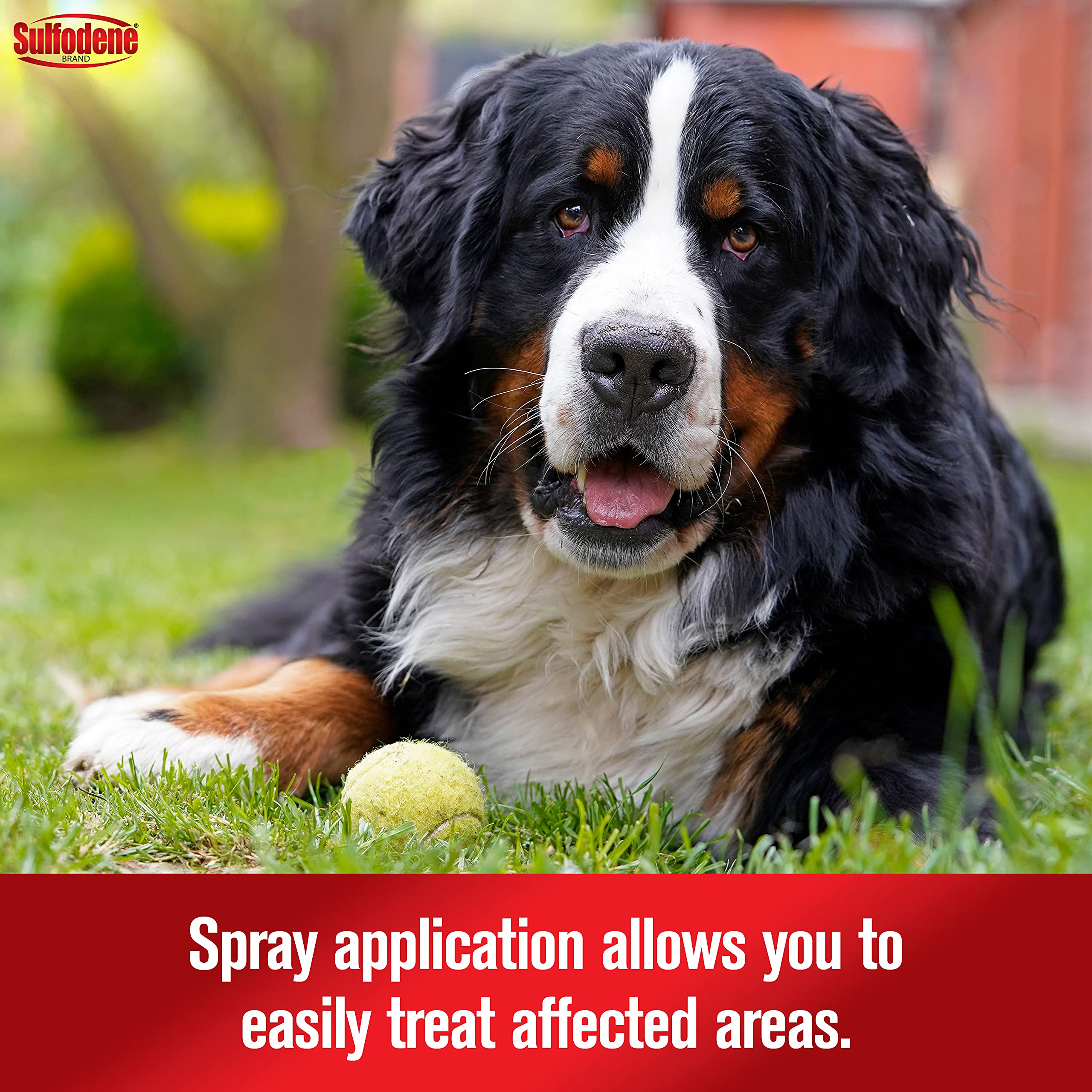 Sulfodene dog with relieved expression after spray.