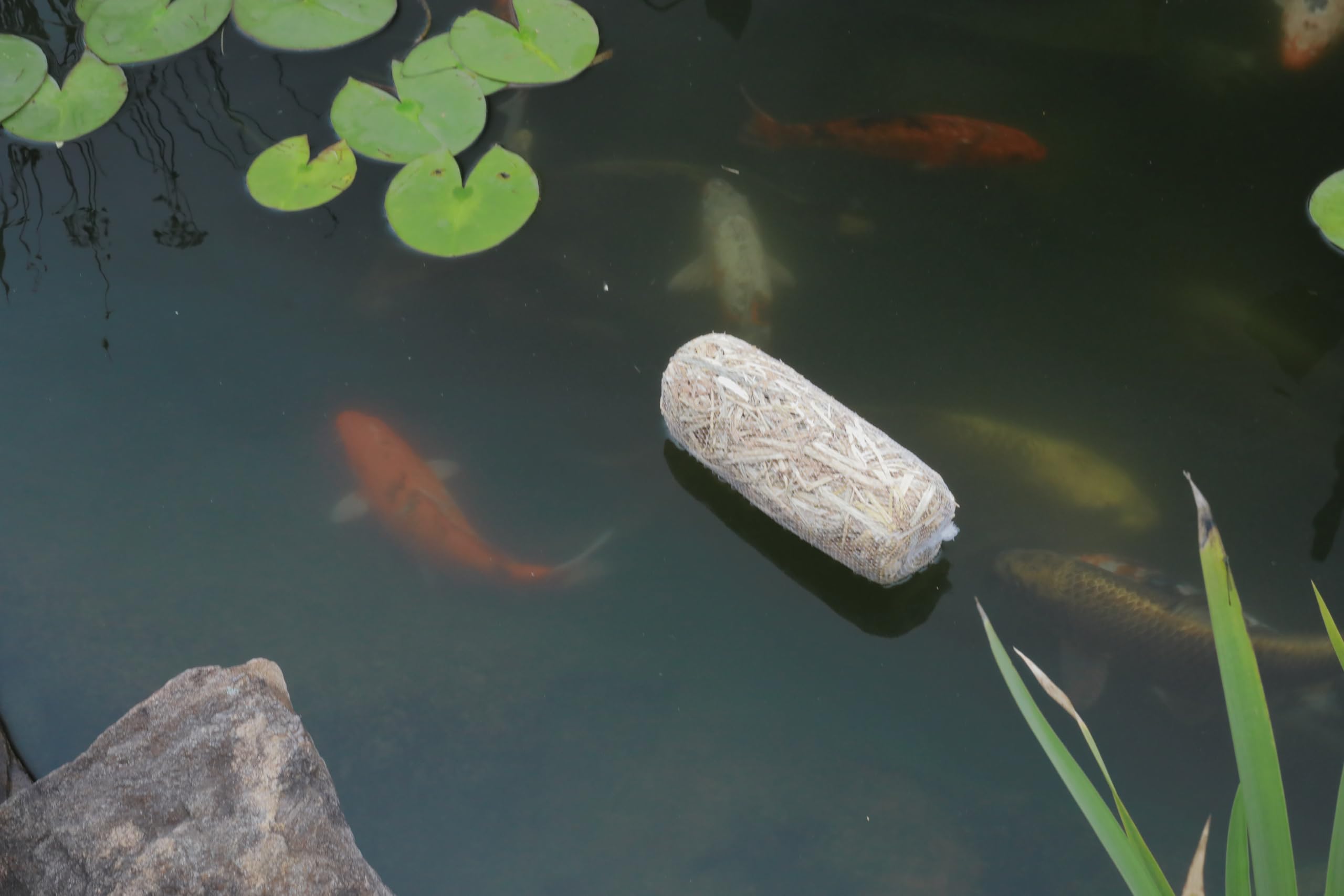 Fountain and pond setup with barley straw treatment by Summit for natural filtration.