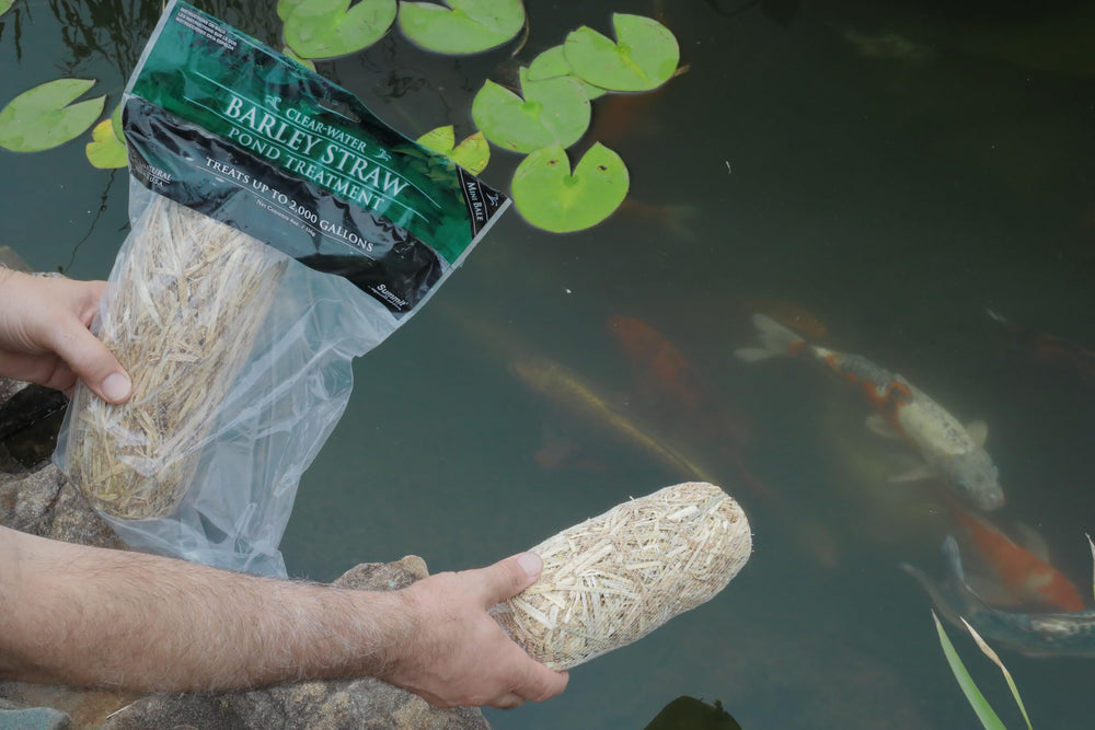 Pond water appears clearer after Summit barley straw treatment.