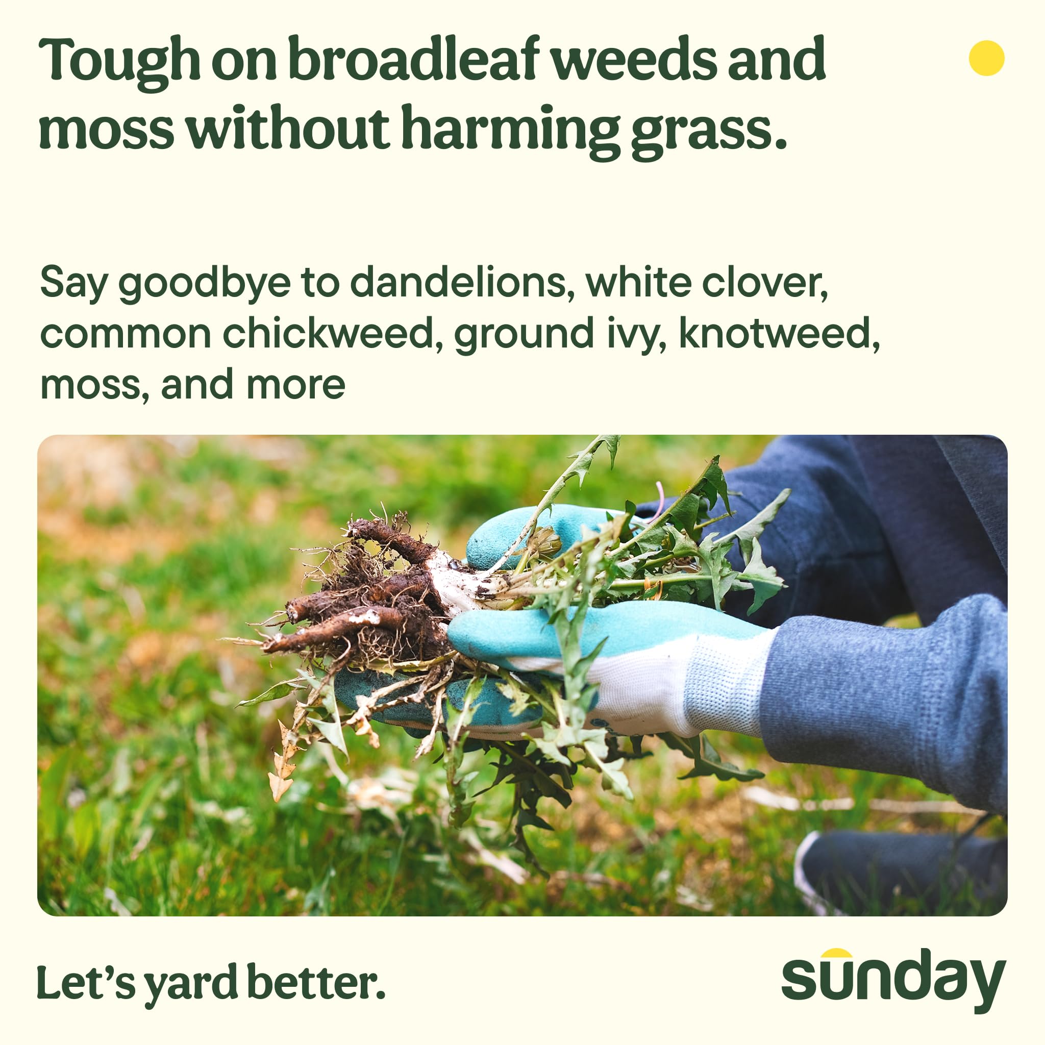 SUNDAY Dandelion Doom spot-treatment helps keep grass healthy