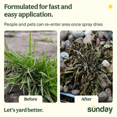SUNDAY Weed Warrior action shows weed and moss control on sidewalks.