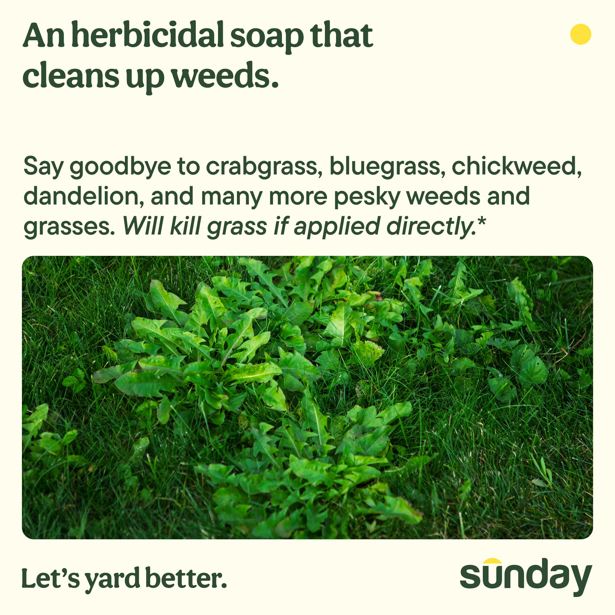 SUNDAY Weed Warrior application on flower bed demonstrates spot treatment near borders.