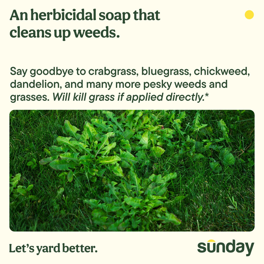 SUNDAY Weed Warrior application on flower bed demonstrates spot treatment near borders.