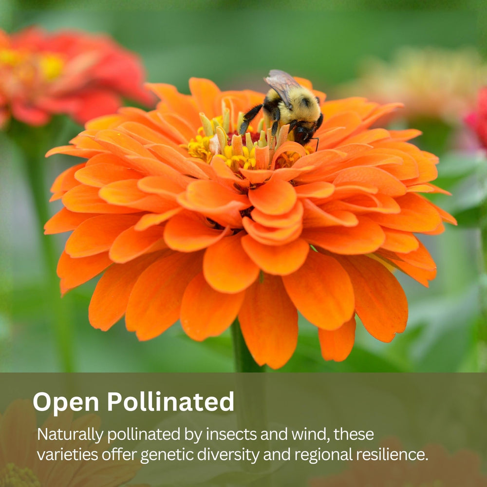 SunHaven Seeds bouquet-ready blooms from a single seed mix