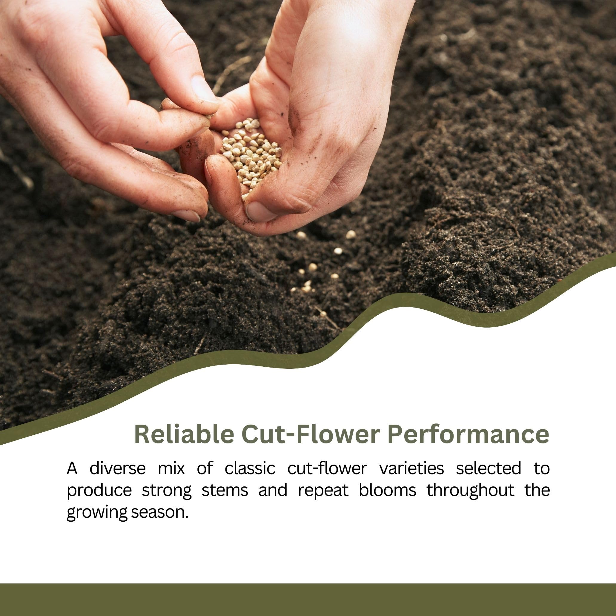 SunHaven Seeds 100-150 sq ft coverage for a vibrant cutting garden