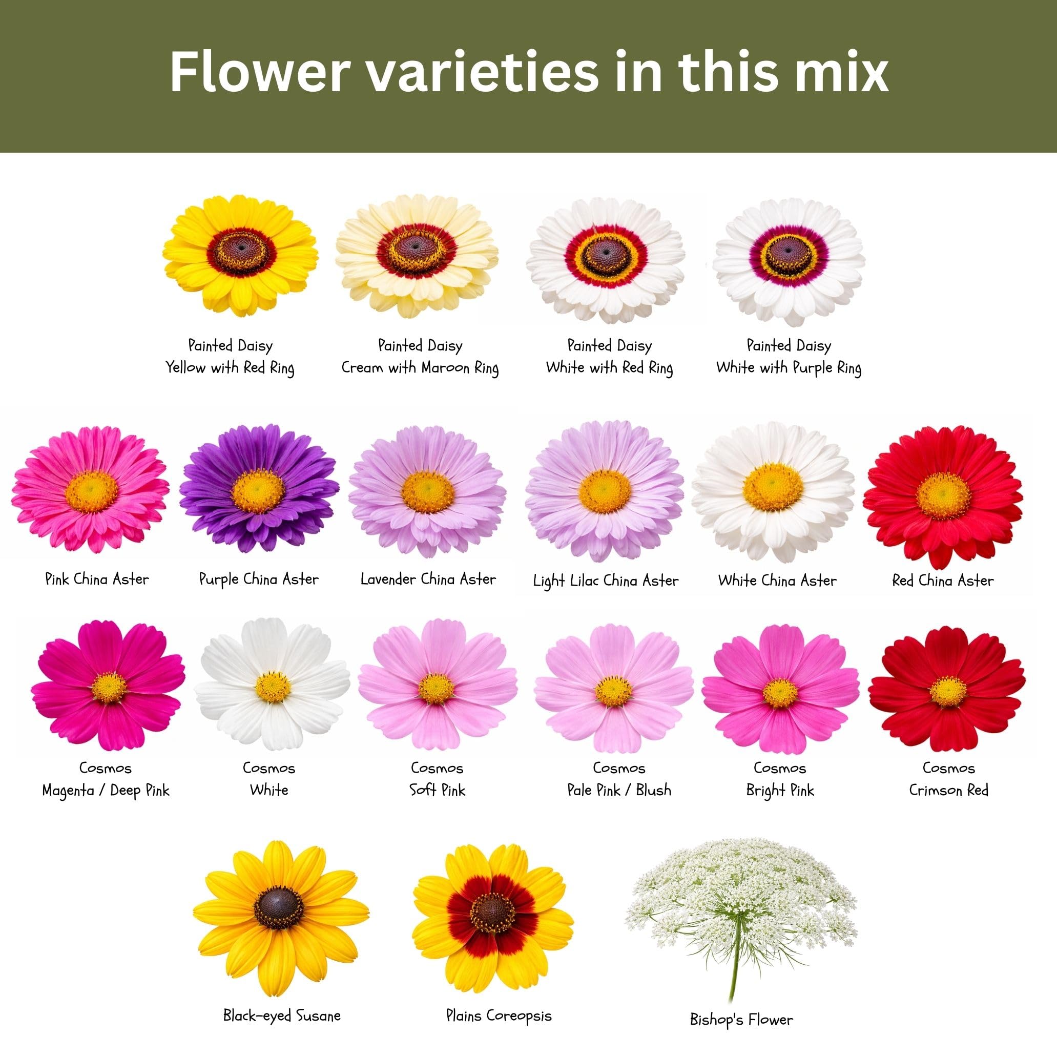 SunHaven Seeds seasonal color; continuous harvest for fresh home bouquets