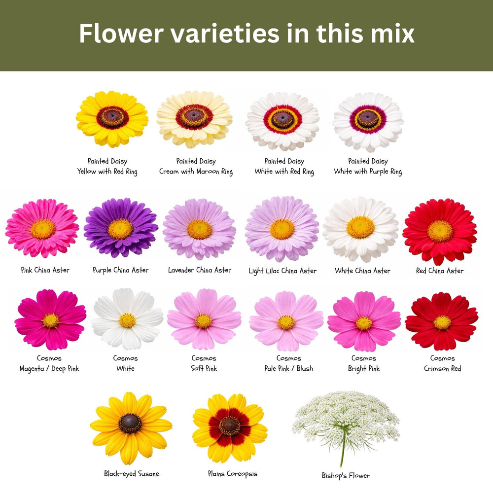 SunHaven Seeds seasonal color; continuous harvest for fresh home bouquets