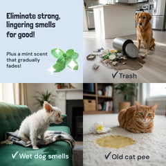 Sunny and Honey mint-scented multi-surface cleaner for carpets and couches removes grime effectively.
