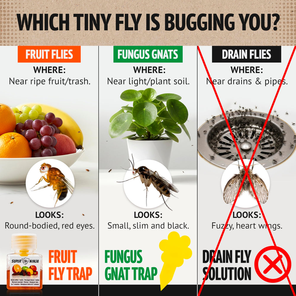 Super Ninja trap beside fruit bin helps reduce indoor fruit fly activity