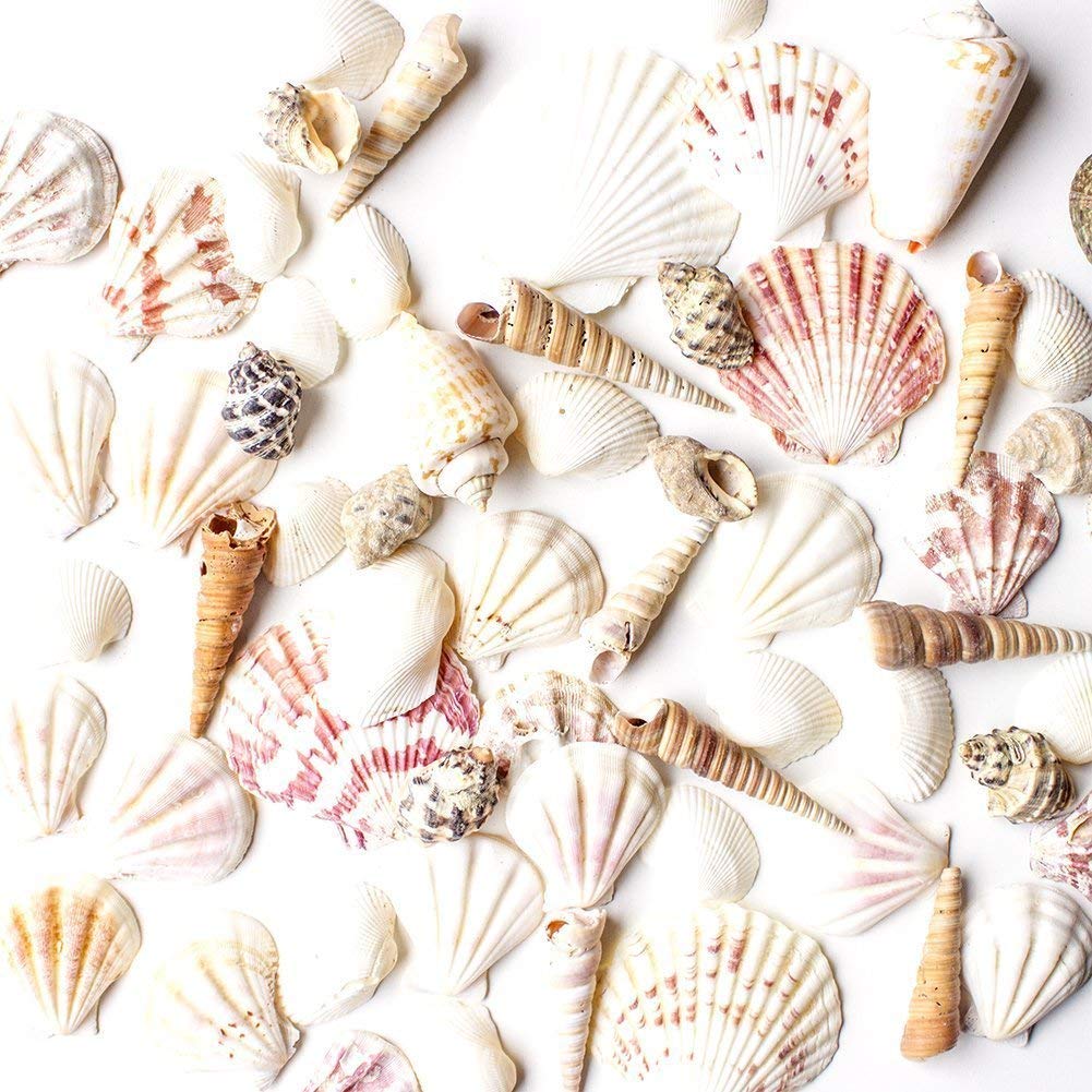 Super Z Outlet mixed ocean seashells collection for DIY decorations and party accents.
