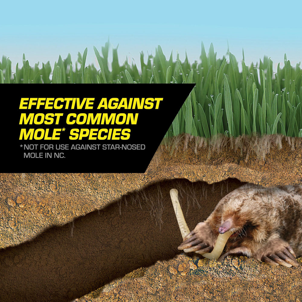 Surface mole runways beside Tomcat Mole Killer strips prepared for use.