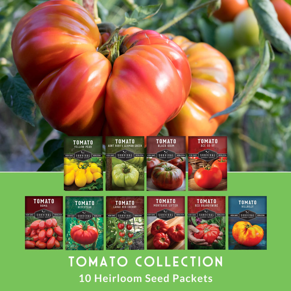 SURVIVAL GARDEN SEEDS Aunt Rubys Green tomato seed for vibrant green slicers in home gardens.