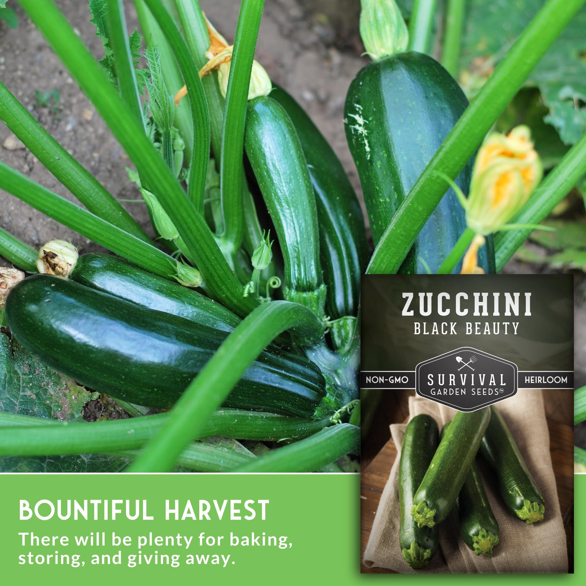 Harvest-ready Black Beauty zucchini fruit in the 6-8 inch range from SURVIVAL GARDEN SEEDS.
