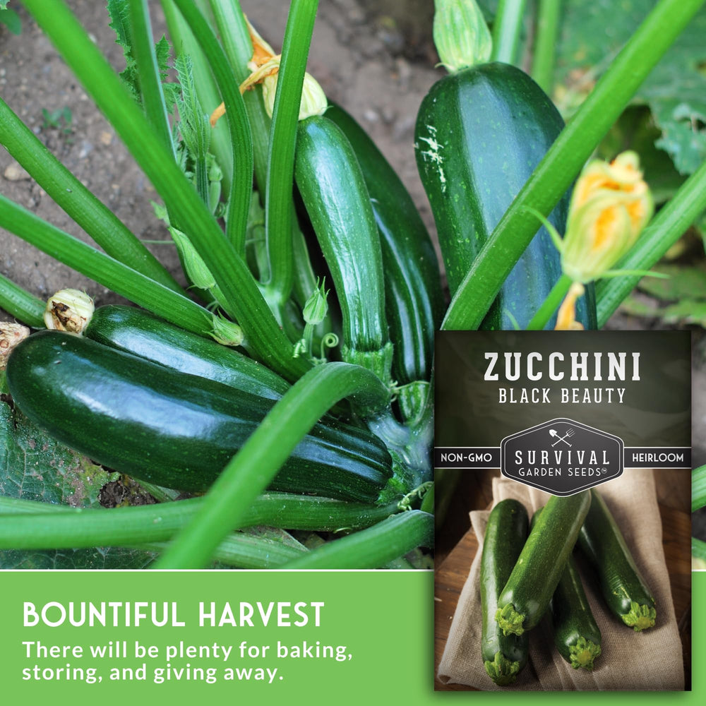 Harvest-ready Black Beauty zucchini fruit in the 6-8 inch range from SURVIVAL GARDEN SEEDS.