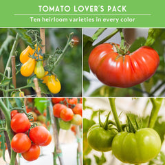 SURVIVAL GARDEN SEEDS Black Krim tomato seed for rich flavor and color in salads.