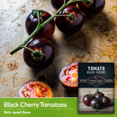 Survival Garden Seeds Cerisiforme variety – clusters of glossy fruits on long productive vines.
