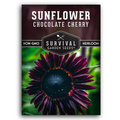 SURVIVAL GARDEN SEEDS chocolate cherry sunflower bloom displaying burgundy petals attracting pollinators.