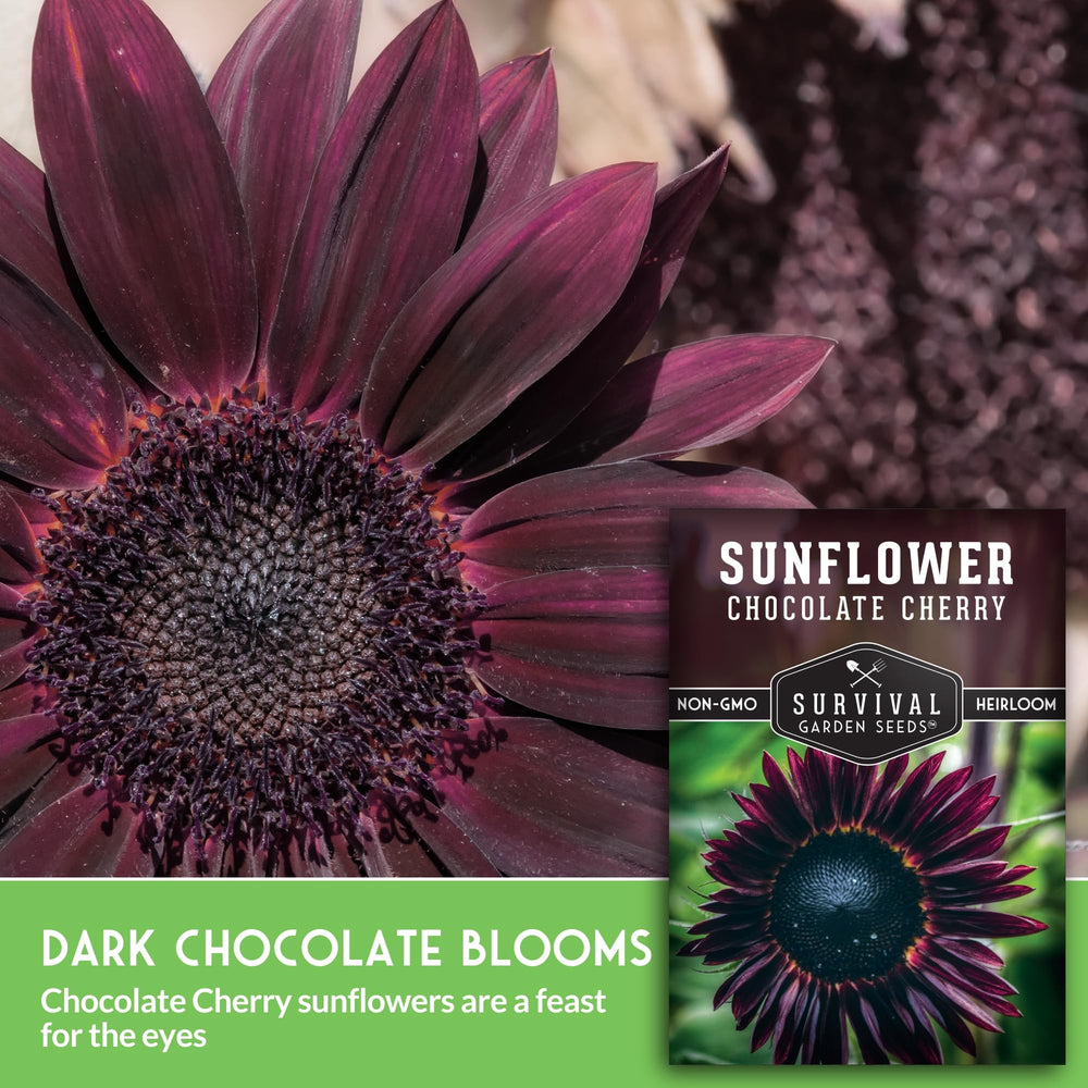 SURVIVAL GARDEN SEEDS chocolate cherry sunflower close-up showing distinctive centers for striking texture.