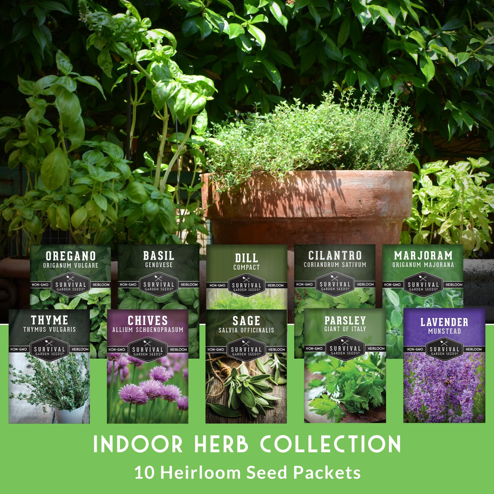 SURVIVAL GARDEN SEEDS cilantro-seeds for bright garnish and flavor.