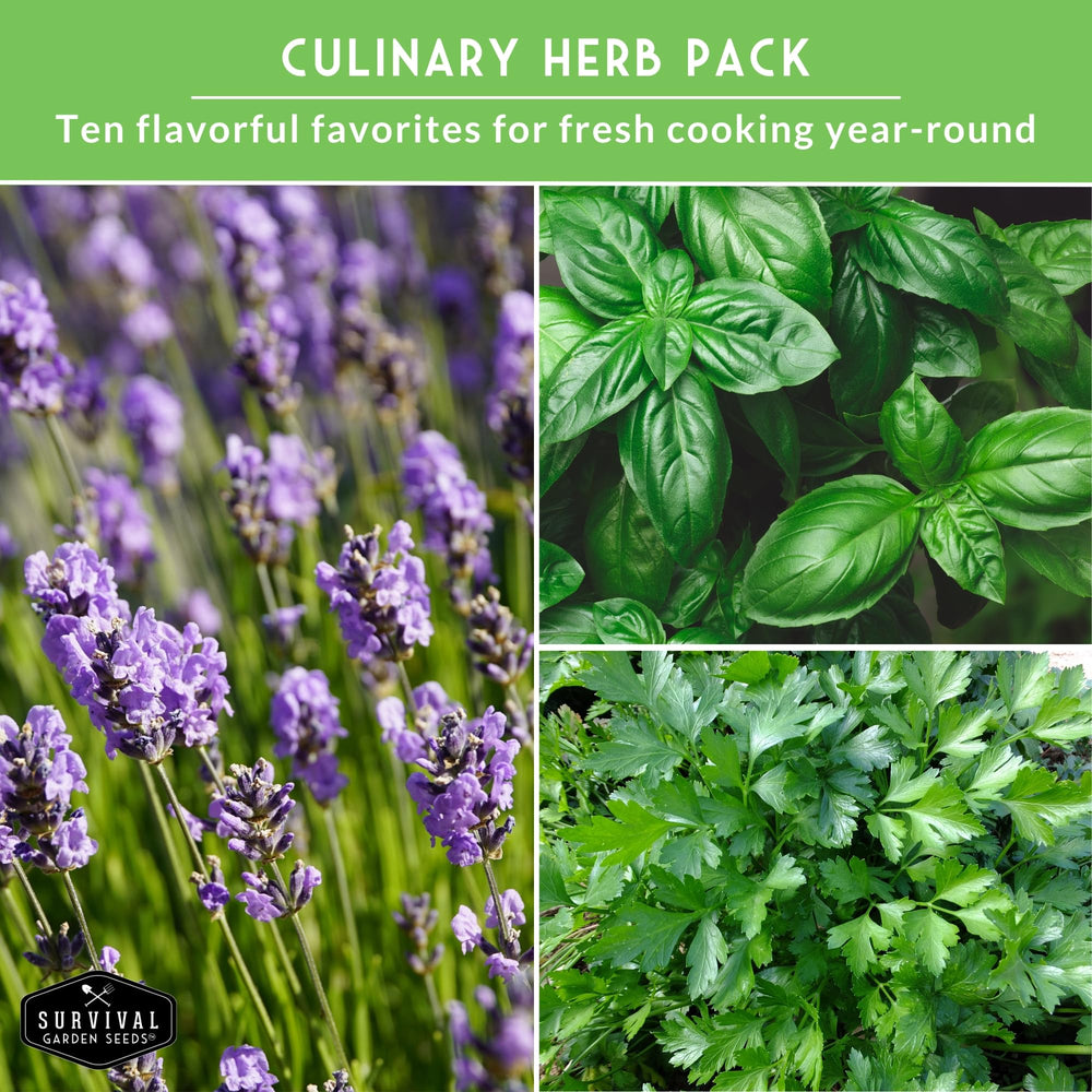SURVIVAL GARDEN SEEDS dill-seeds to brighten dressings and pickles.