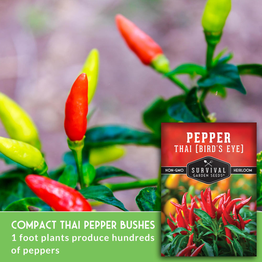 Survival Garden Seeds dwarf Thai chili plant thriving in small container gardens.