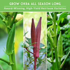 Emerald Green okra pods thriving in summer heat