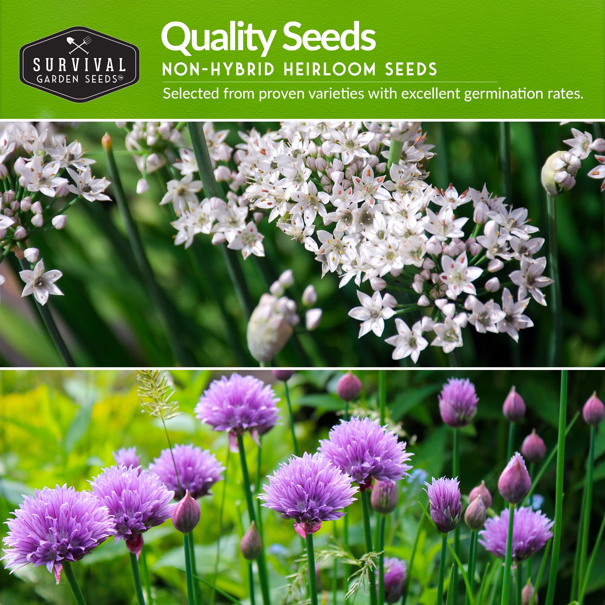 SURVIVAL GARDEN SEEDS garlic chives seeds flat leaves with mild garlic flavor for meals