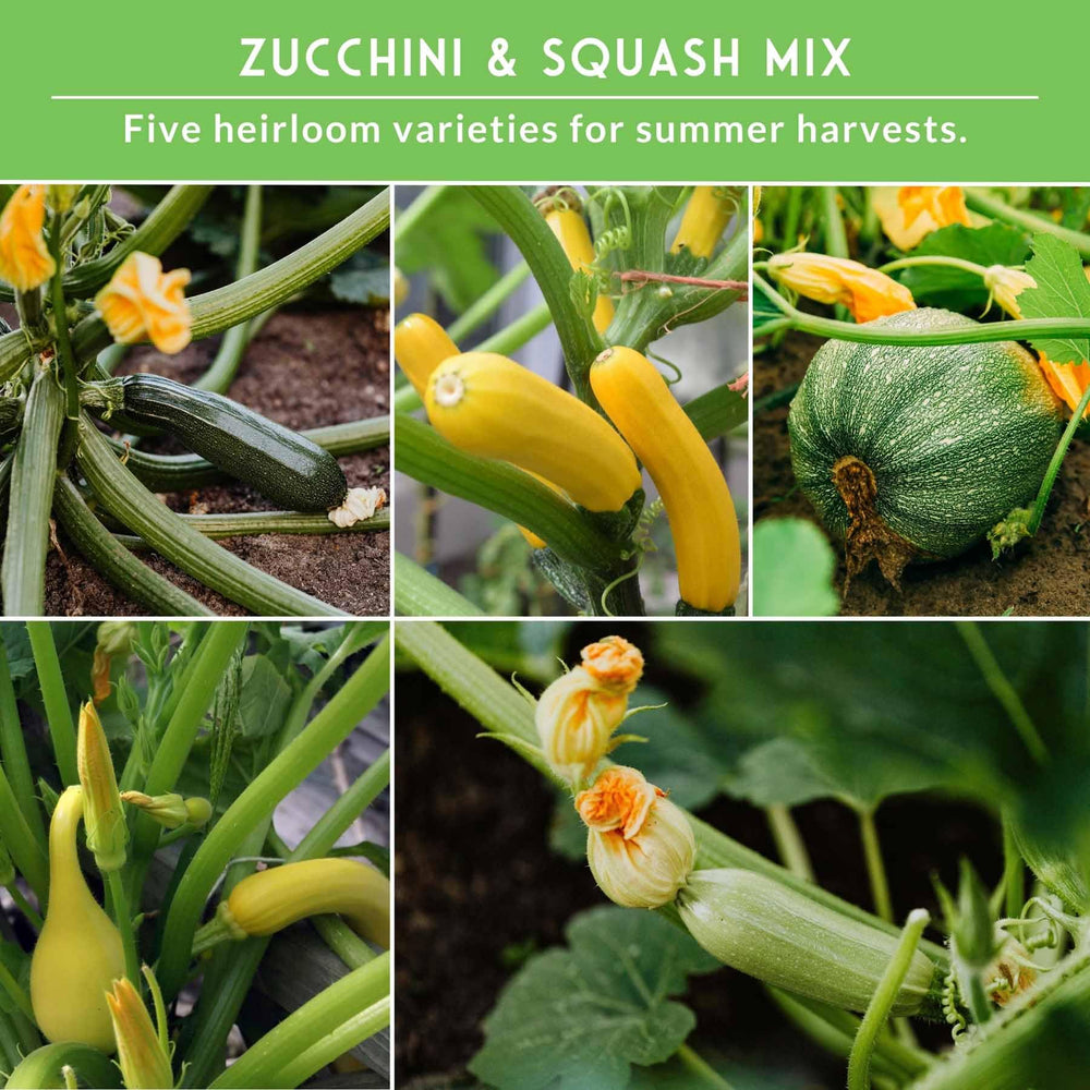 SURVIVAL GARDEN SEEDS Grey Zucchini seeds for versatile cooking