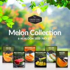 Survival Garden Seeds Hale's Best cantaloupe seeds for easy backyard fruit production.