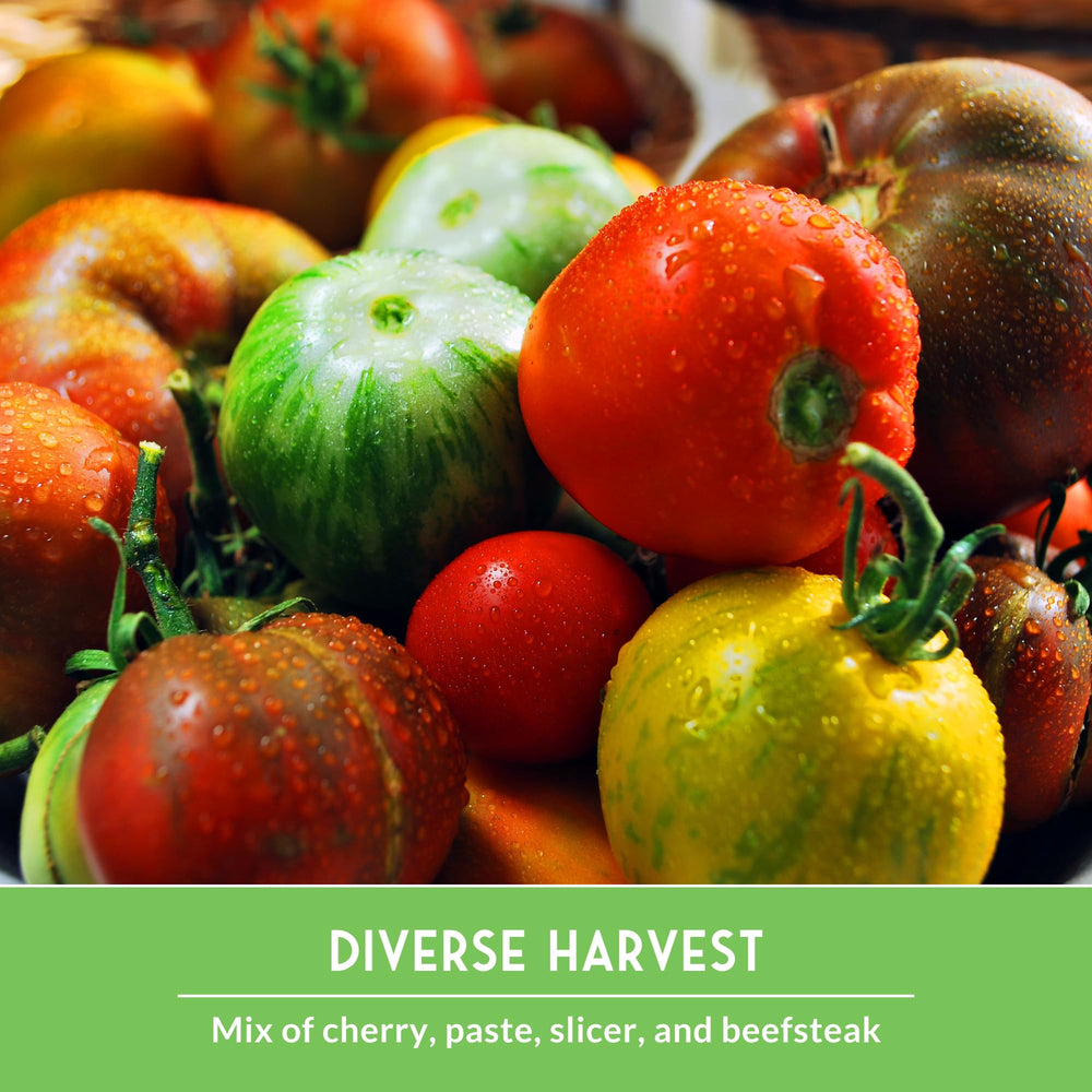 SURVIVAL GARDEN SEEDS Hillbilly tomato seed with bold marbled skins for unique cooking.