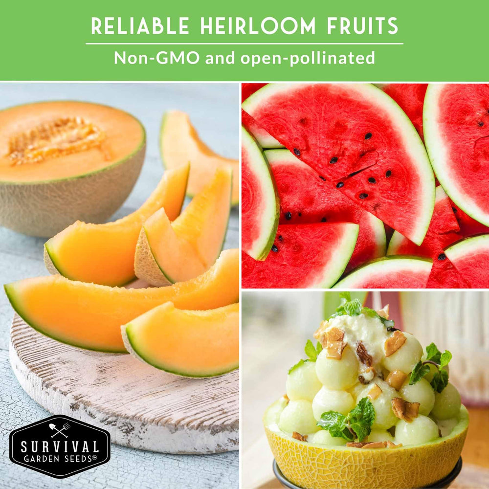 Survival Garden Seeds Honey Rock Muskmelon seeds for juicy vines and summer fruit.