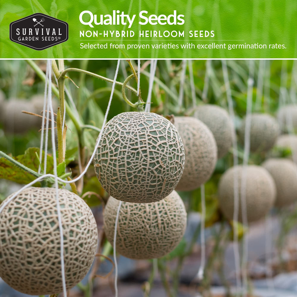 Survival Garden Seeds Honeydew melon seeds for start-to-harvest freshness in warm summers.