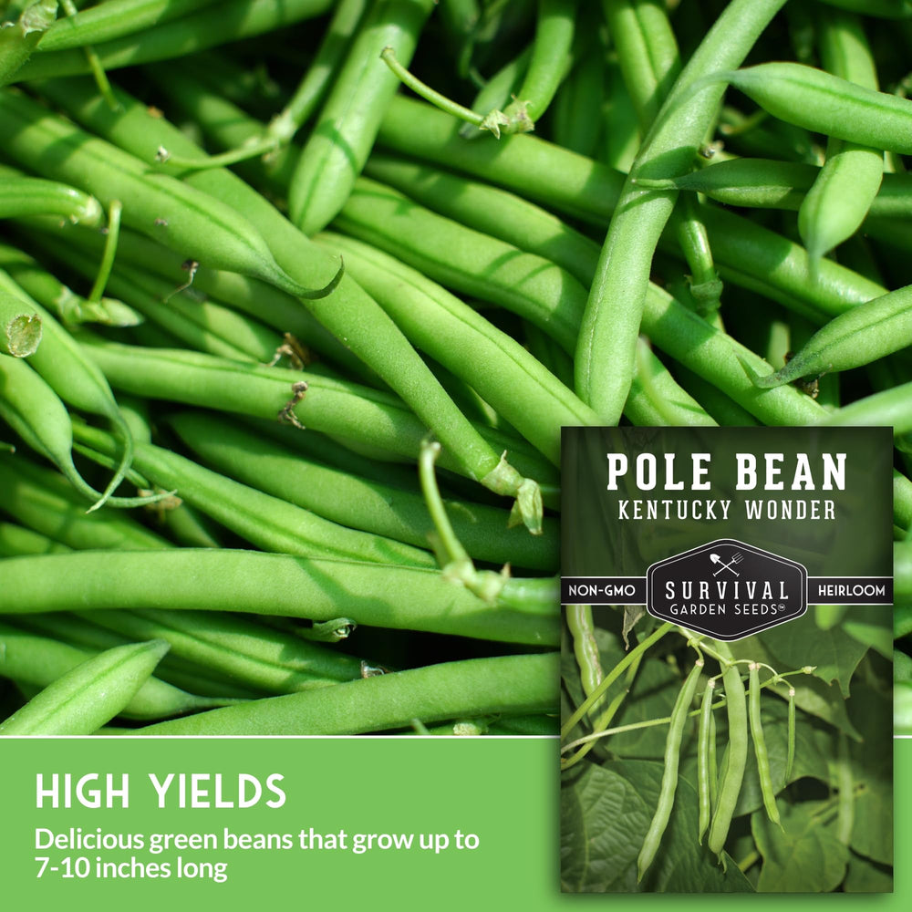 7-10 inch Kentucky Wonder pods ready for harvest and cooking