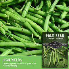 7-10 inch Kentucky Wonder pods ready for harvest and cooking
