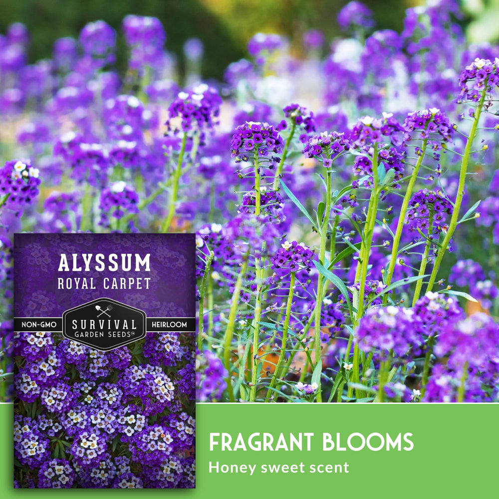 Survival Garden Seeds long-lasting alyssum blooms provide season-long color.