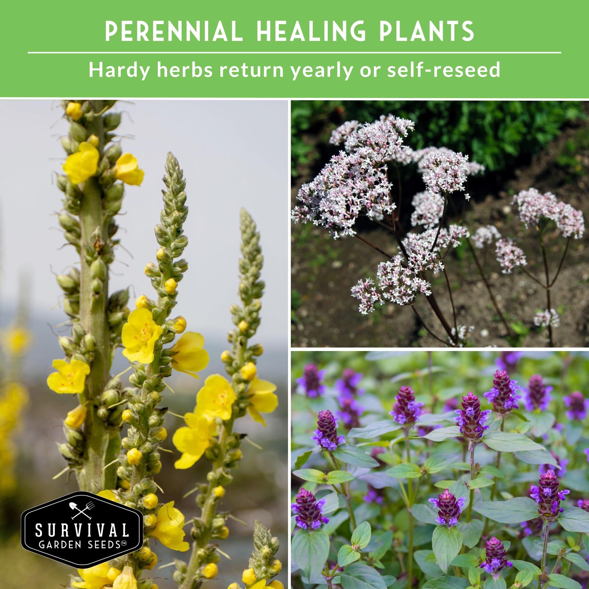Survival Garden Seeds mugwort-leaf detail for dream-enhancing teas