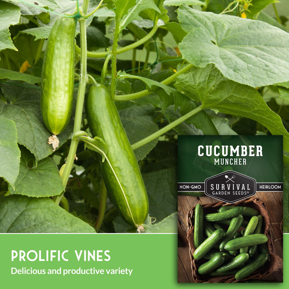 SURVIVAL GARDEN SEEDS Muncher baby cucumbers provide easy harvests.