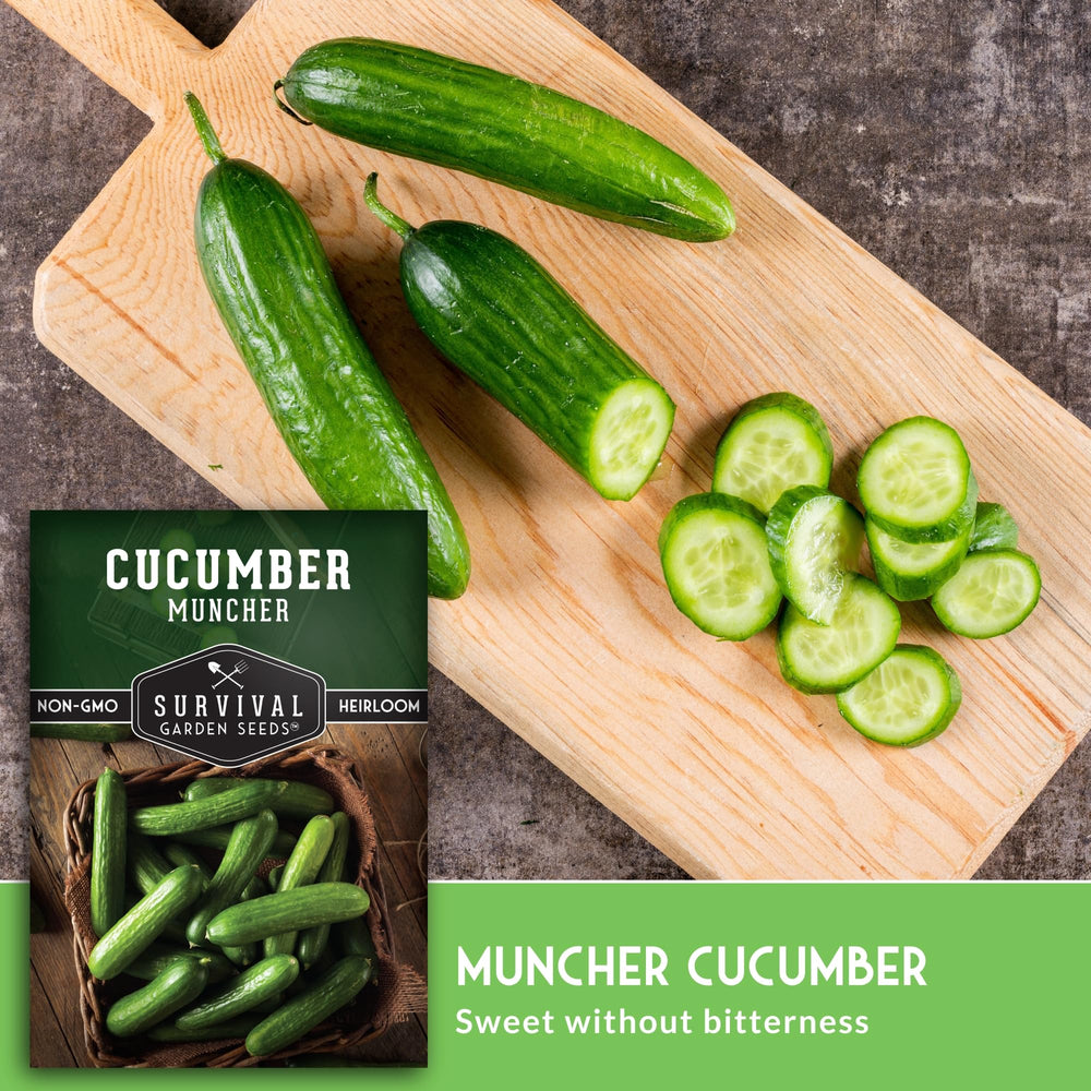 SURVIVAL GARDEN SEEDS Muncher slicing cucumbers great for sandwiches and salads.