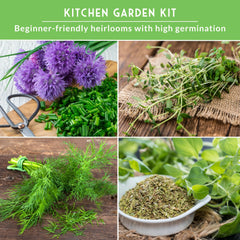 SURVIVAL GARDEN SEEDS munstead-lavender-seeds with soothing aroma for culinary and sachets.