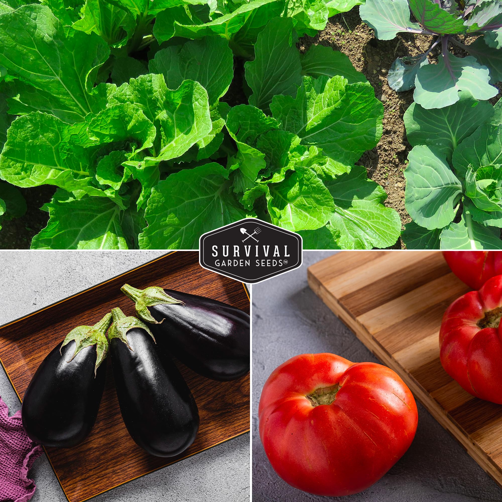 Survival Garden Seeds parris island lettuce seed vault for fresh garden greens.